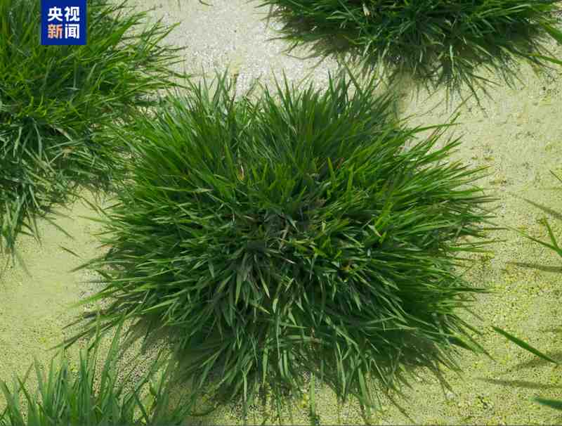  从深蓝到田野；矿藏能源齐发力，医疗前沿开新局。 IT技术 从深蓝到田野；矿藏能源齐发力，医疗前沿开新局。 IT技术