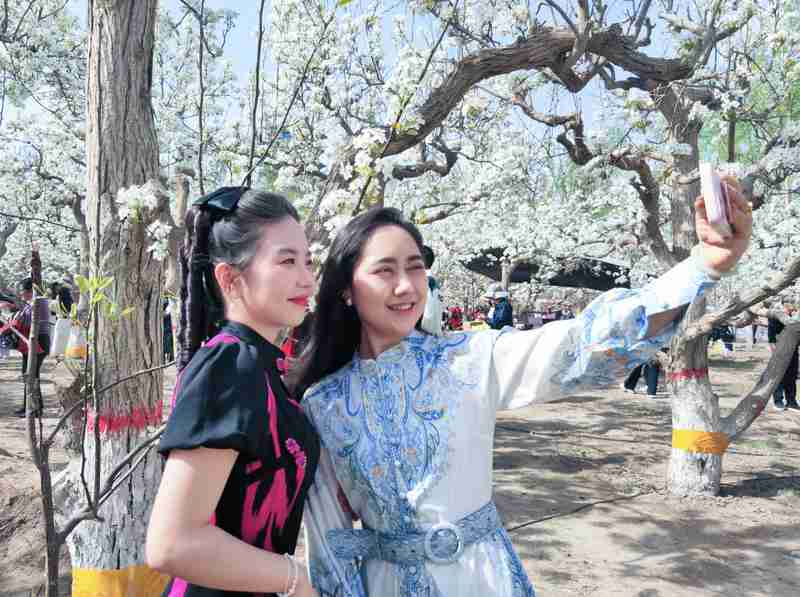  【深度解析】库尔勒梨花季如何用“全时文旅”重构城市IP：三大核心策略拆解 文化旅游